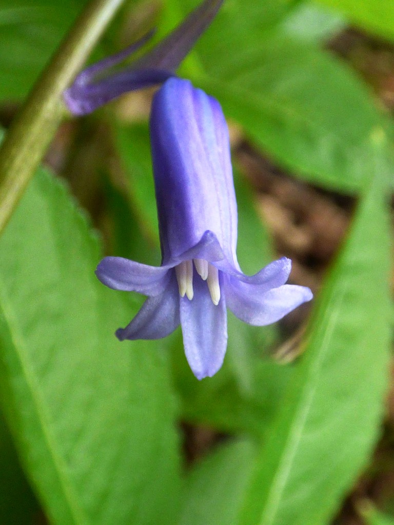 The first bluebells in the woods by julienne1