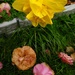 Spring flowers - past & present. by jmdspeedy
