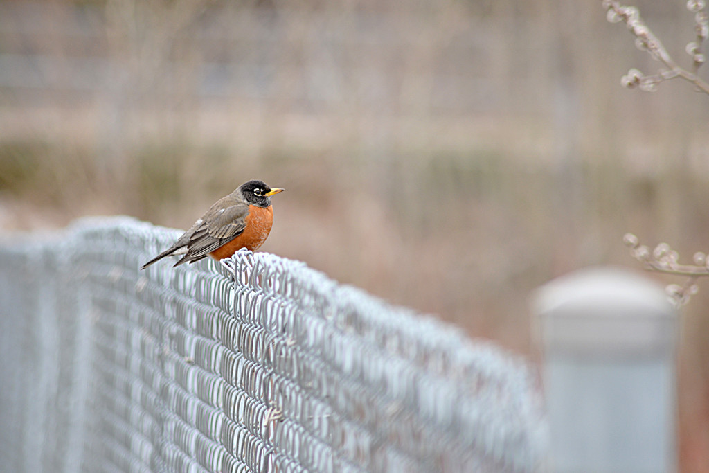 Robin on the fence!  (Best viewed on black) by fayefaye