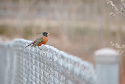 30th Mar 2017 - Robin on the fence!  (Best viewed on black)