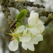 Pershore plum blossom by flowerfairyann
