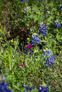 23rd Mar 2017 - Texas Wildflowers