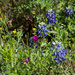 Texas Wildflowers by swwoman
