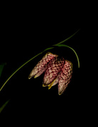 30th Mar 2017 - Fritillaria meleagris