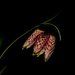 Fritillaria meleagris by m2016