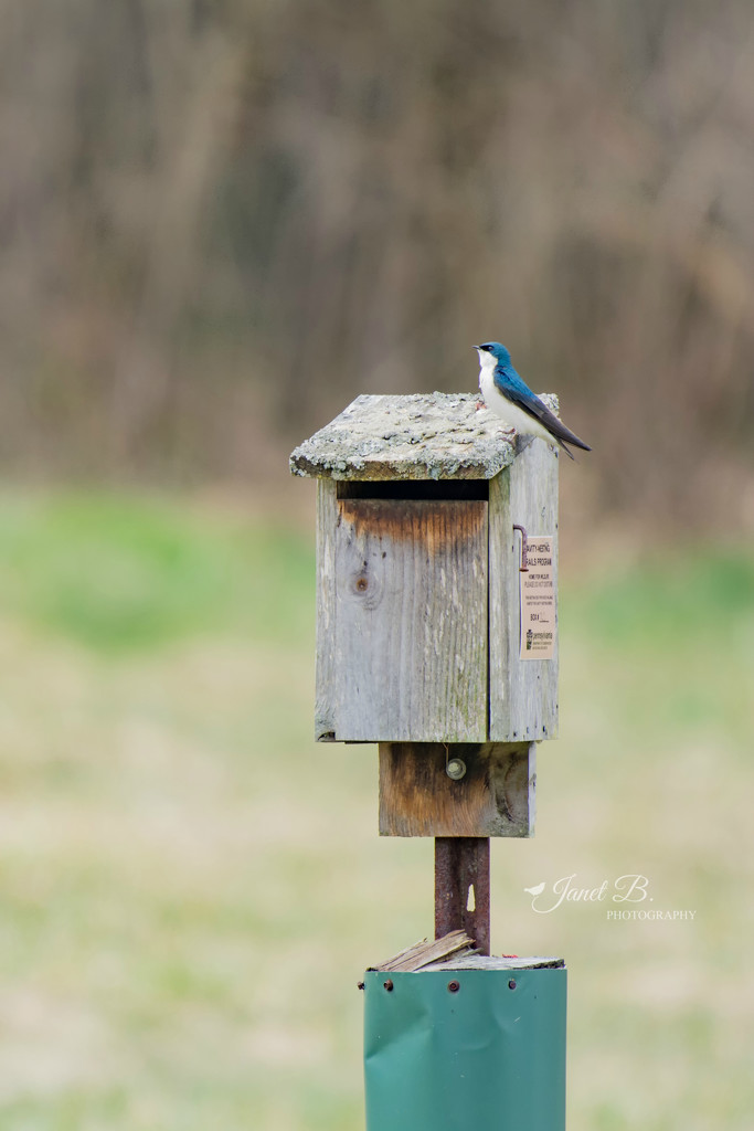 Tree Swallow by janetb