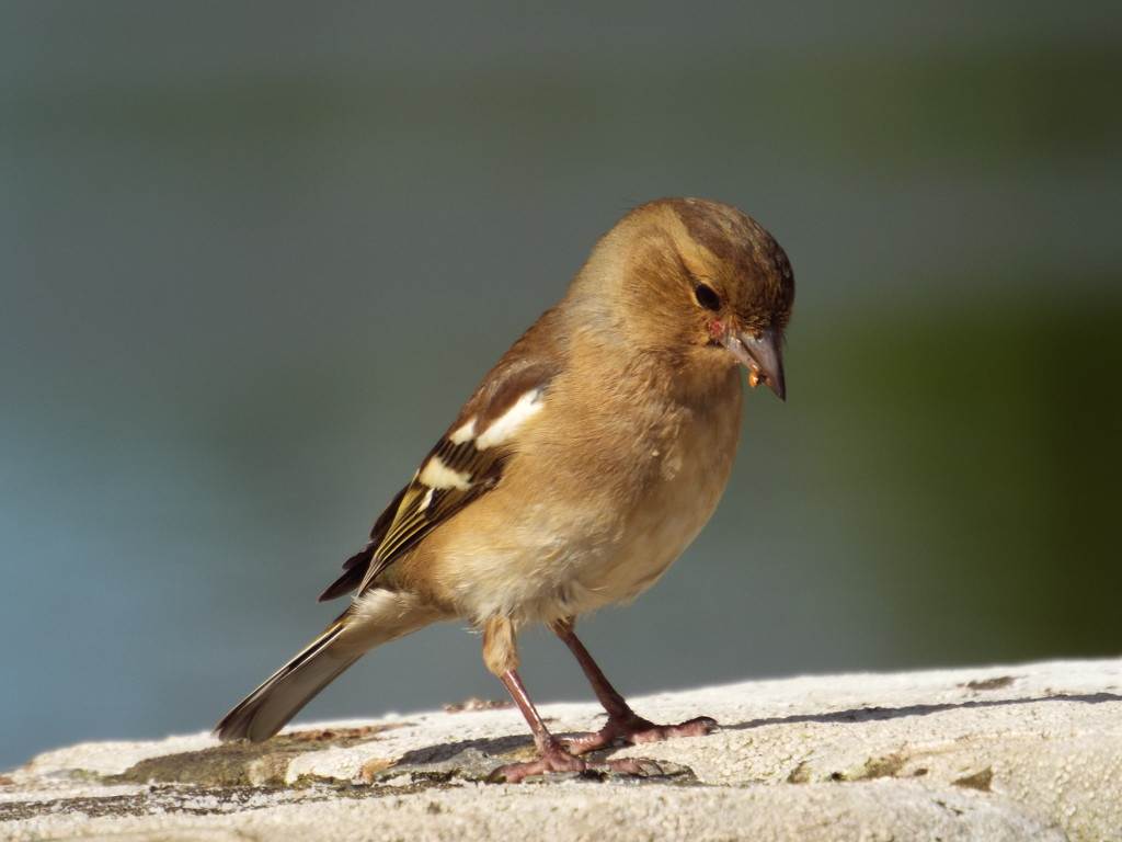 Chaffinch  by janetr