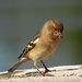 Chaffinch  by janetr