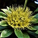Golden Penda Flower ~ by happysnaps