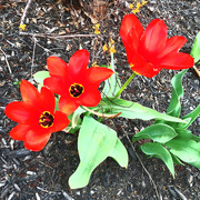 28th Mar 2017 - Three Red Tulips