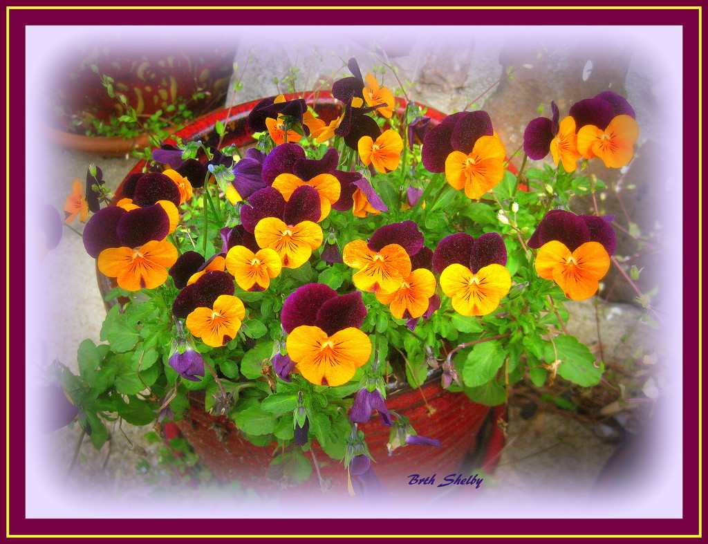 Sweet Little Pansy Faces by vernabeth