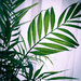 green #5 - palm by randystreat