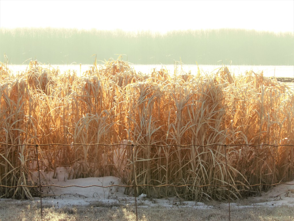 Frosty Grasses by radiogirl