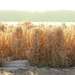 Frosty Grasses by radiogirl
