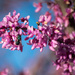 Bugs & Blooms by ckwiseman