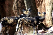 29th Mar 2017 - African Painted Dogs 
