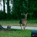 Deer on the Run! by rickster549