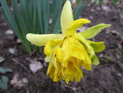 29th Mar 2017 - Daffodil