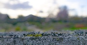 30th Mar 2017 - Lichen and moss