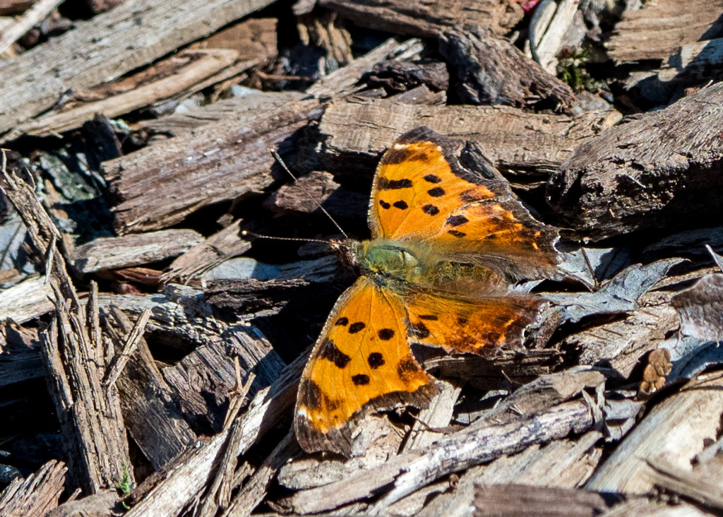 Eastern Comma by rminer