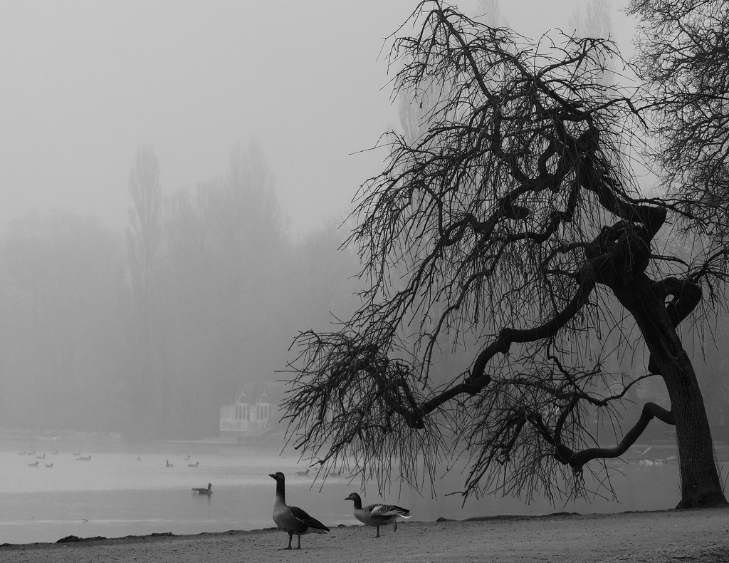 Last picture of the Foggy Morning by toinette