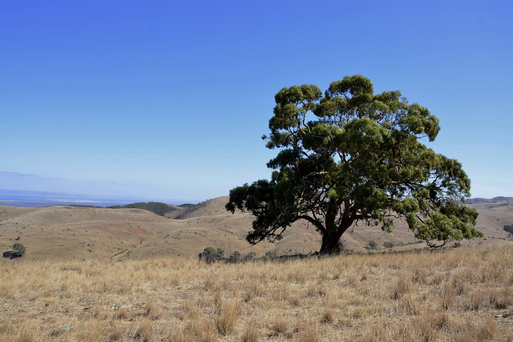 Hancock's Lookout, Flinders Ranges_DSC6333 by merrelyn