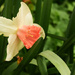 A pink daffodil ................. by ianmetcalfe