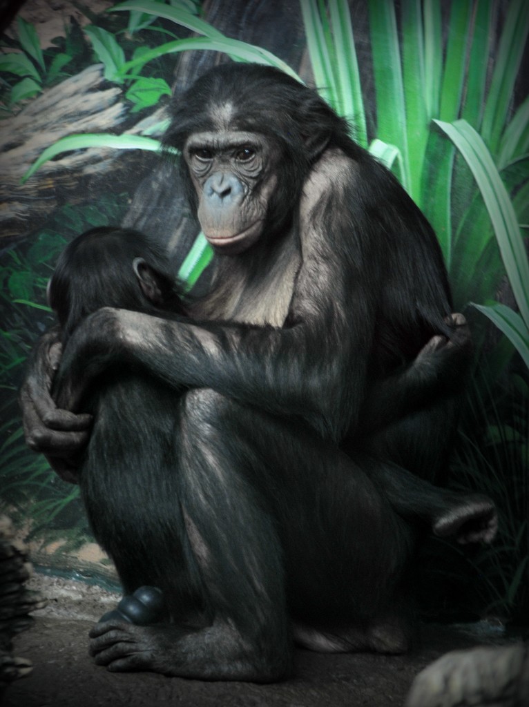 Even Monkeys Love a Good Snuggle by alophoto