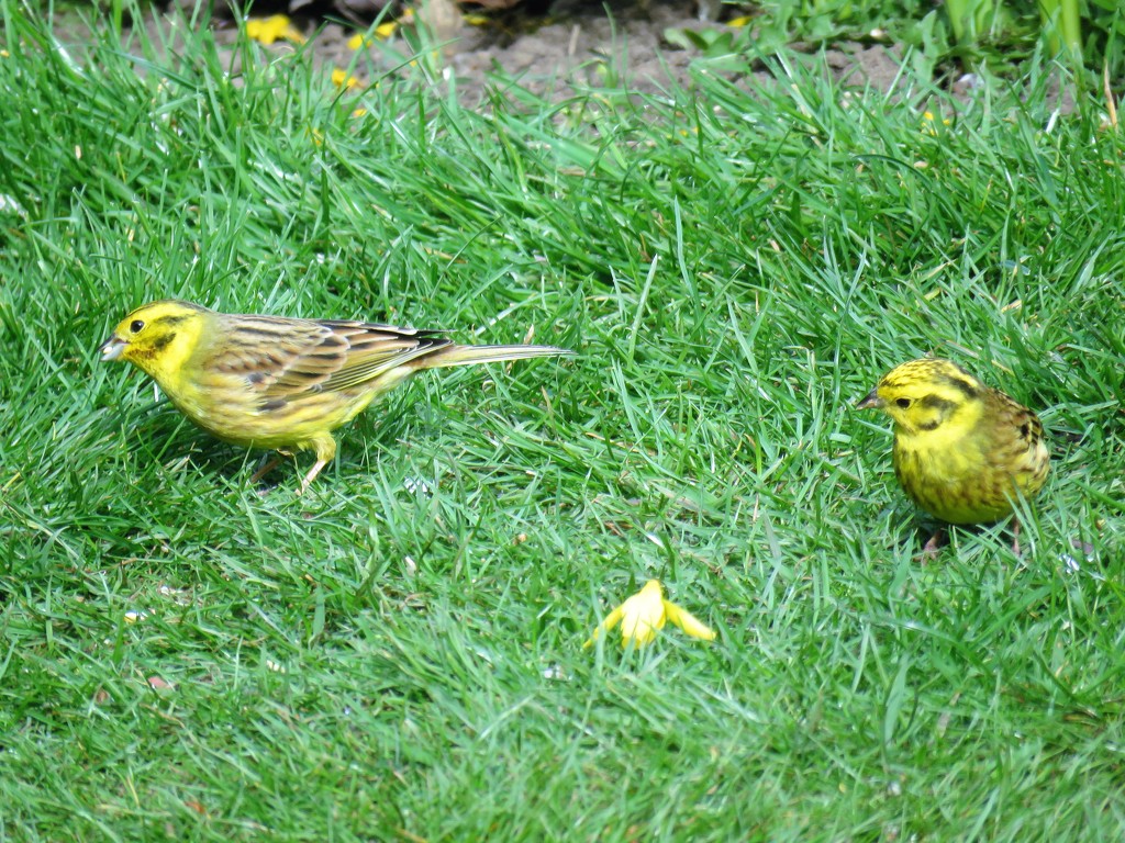 Yellowhammers by phil_sandford