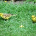 Yellowhammers by phil_sandford