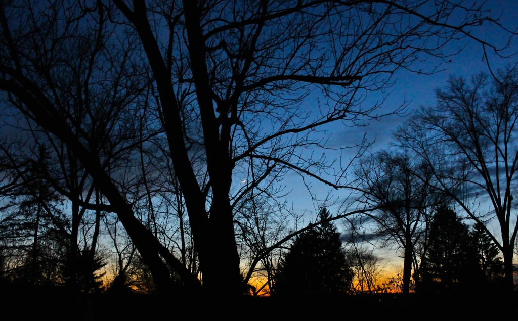 Tree at sundown by mittens