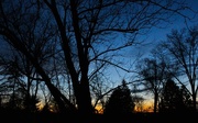 31st Mar 2017 - Tree at sundown