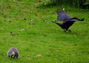 31st Mar 2017 - The Squirrel and The Crow
