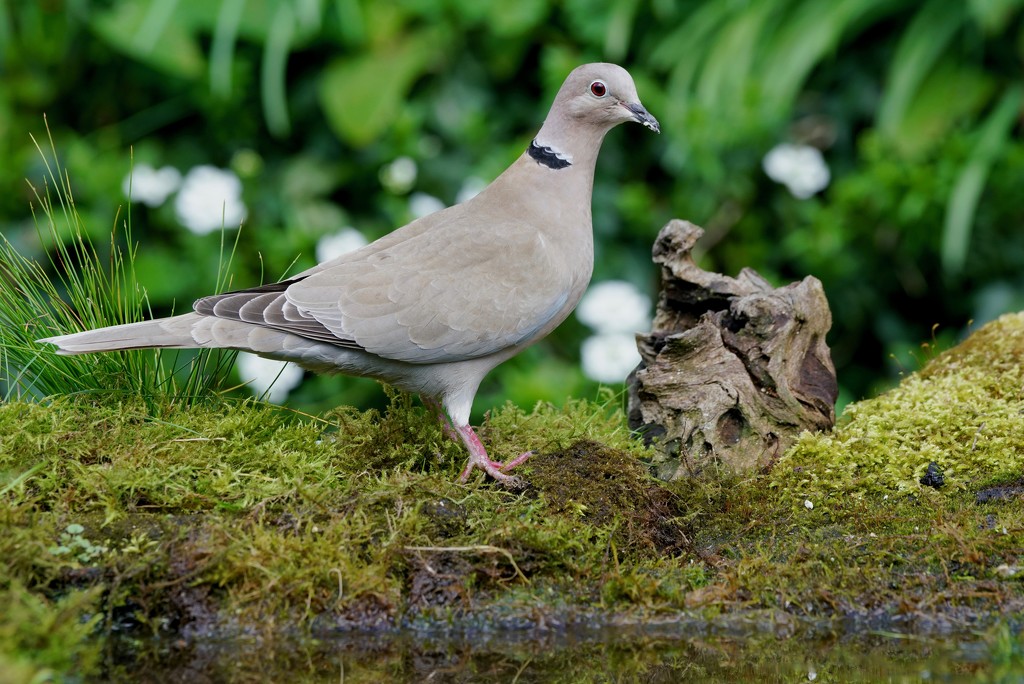 COLLARED DOVE by markp