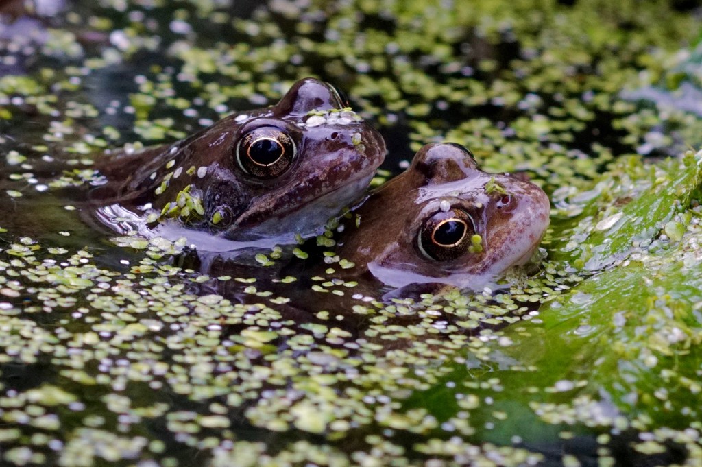 MR AND MRS FROG by markp