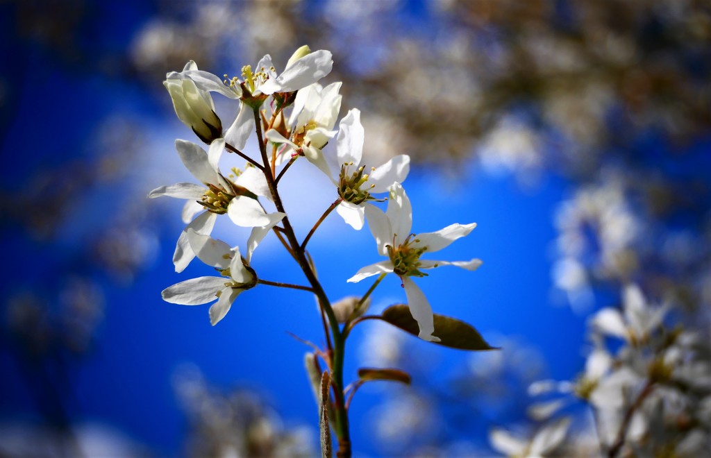 Mystery Tree Blossom by carole_sandford