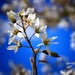 Mystery Tree Blossom by carole_sandford