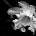 Daffodil Has Seen Better Days by jgpittenger