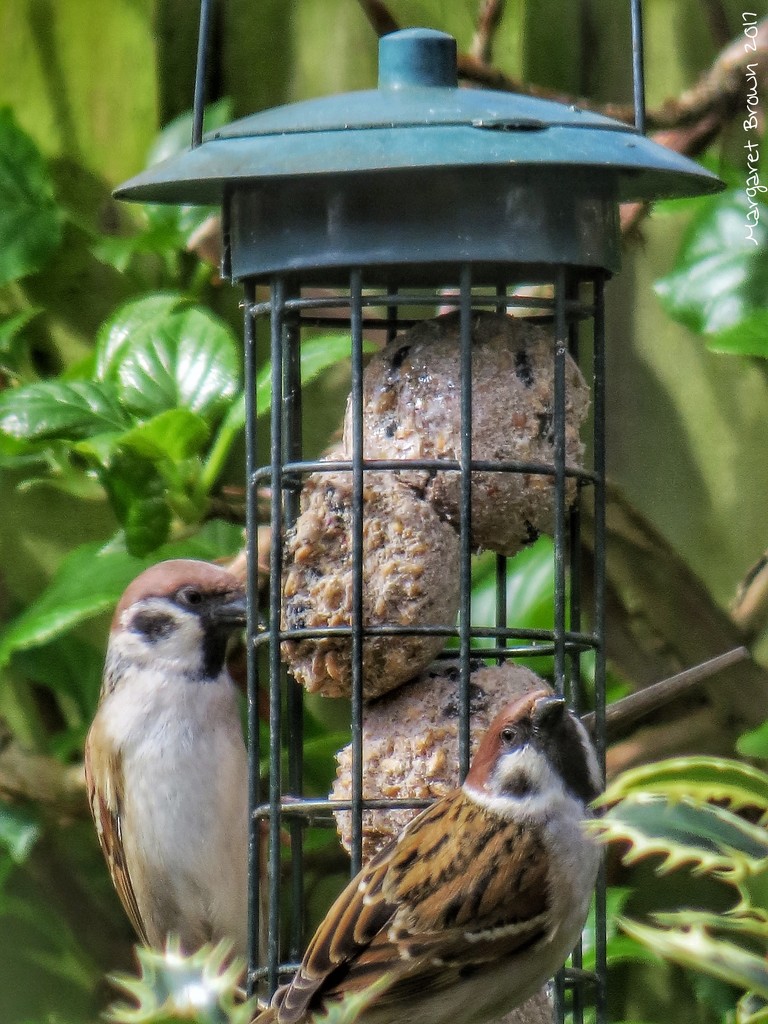 Sparrows by craftymeg
