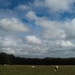 South Downs sheep by rumpelstiltskin