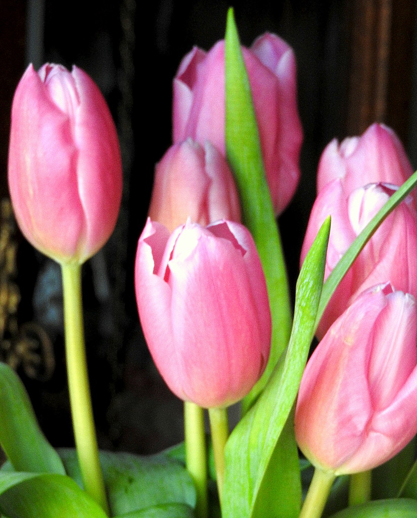 PINK tulips! by homeschoolmom