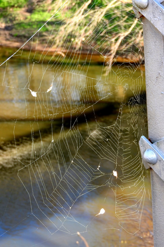 Web with a View of the River by homeschoolmom