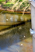 31st Dec 2016 - Web with a View of the River