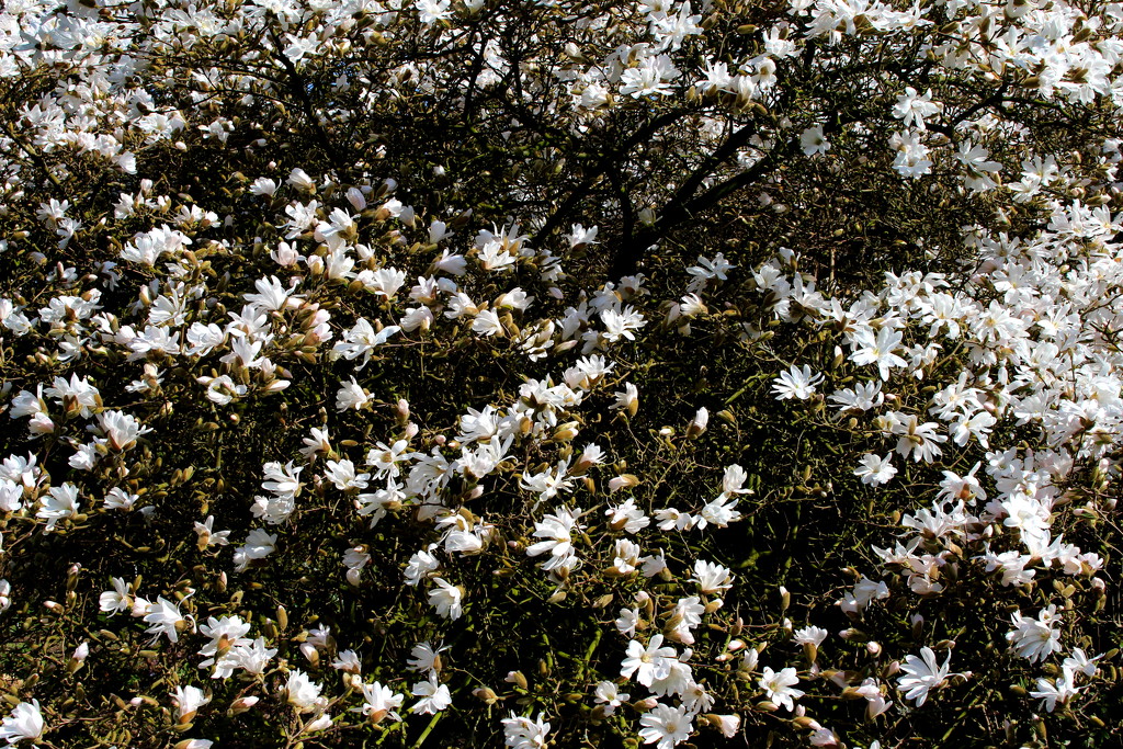 A wall of Magnolia flowers  by pyrrhula