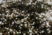 31st Mar 2017 - A wall of Magnolia flowers 