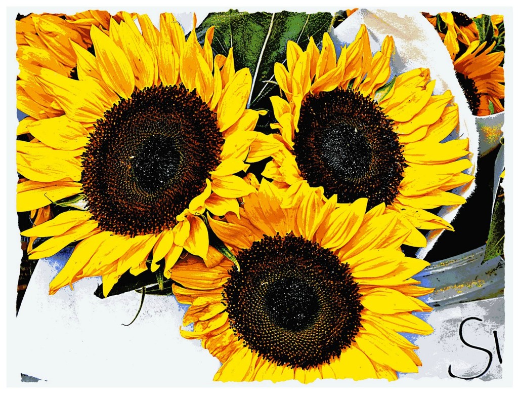 S is for Sunflowers by peggysirk