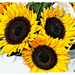 S is for Sunflowers by peggysirk
