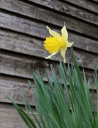 31st Mar 2017 - Lone Daffodil