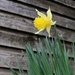 Lone Daffodil by kimmer50