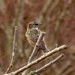  Starling at Rainham Marshes  by susiemc